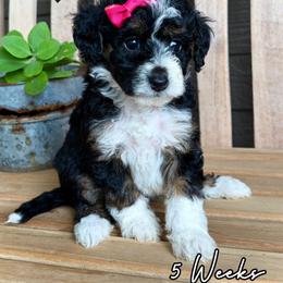 Indy - Tri-color female Bernedoodle puppy in Runaway Bay, Texas from Green Ranch Doodles