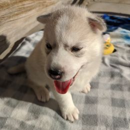 Siberian Husky Puppies from Tranton Kennels