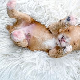 Cockapoo puppies from Danie’s Darling Doodles LLC