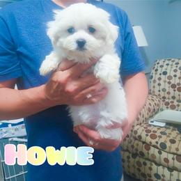 Howie - White male Mal-Shi puppy in Belleville, Michigan from Michigan Maltese Puppies