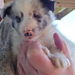 Peanut - Black and white male Shetland Sheepdog puppy in Luray, Missouri from Krayola Shelties