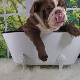 Bulldog and French Bulldog Puppies from Eclipse Bulldogs