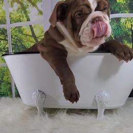 Bulldog and French Bulldog Puppies from Eclipse Bulldogs