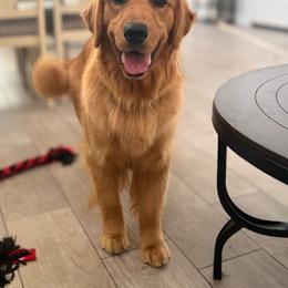 Sunday - Dark golden female Golden Retriever puppy in Phoenix, Arizona from Star Raised Goldens