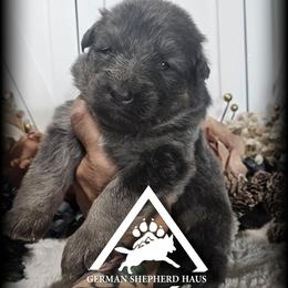 Rylie - Blue female German Shepherd puppy in Sequim, Washington from German Shepherd Haus