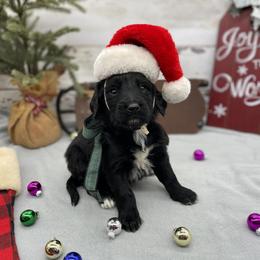 Duke - Black male Goldendoodle puppy in Lisbon, Ohio from Willow Lane Doodles