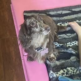 Avery - Dapple female Dachshund puppy in Lincoln, Arkansas from Red Dirt Dachshunds