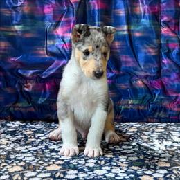 Swash(buckler) - Blue merle white and tan male Collie puppy in Dickson, Tennessee from Ceilidh Collies