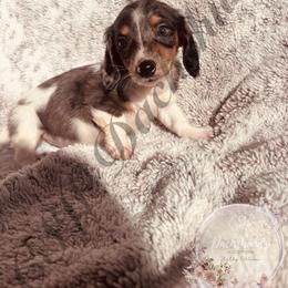 Genny - Piebald female Dachshund puppy in Lufkin, Texas from CSW Dachshunds