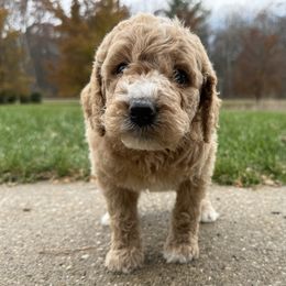 Rabbit - Coral - Cream female Goldendoodle puppy in Kent City, Michigan from Hannah Mae Doodles
