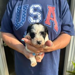 Beans - Orange Girl - Parti female Miniature Schnauzer puppy in Oneonta, Alabama from Murphree Valley Kennels