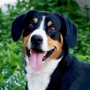 Nelson - Entlebucher Mountain Dog