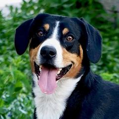 Nelson - Entlebucher Mountain Dog