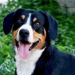 Nelson - Entlebucher Mountain Dog