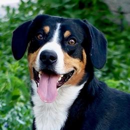 Nelson - Entlebucher Mountain Dog