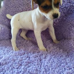 Girl 2 - Tri-colored female Parson Russell Terrier puppy in Phelan, California from Heather's Puppies
