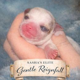 Reign - Black sabled fawn male Chihuahua puppy in New Castle, Delaware from Sasha’s Elite Kennel LLC
