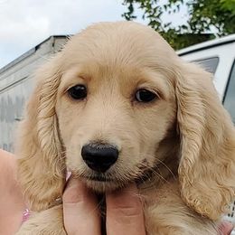 Dachshund Puppies from Triniti Dachshunds