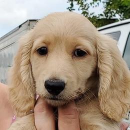 Dachshund Puppies from Triniti Dachshunds