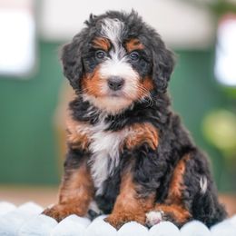 Chili - Tri-color male Bernedoodle puppy in Dundee, Ohio from Down Home Doodle