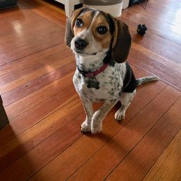 Beagle All Grown Up from Rustic Farm Sporting Beagles