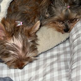 Yorkshire Terriers from Muddy Yorkiepaws