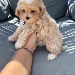 Independence ( reserved) - Red male Maltipoo puppy in Fredericktown, Missouri from Doodle Pups Fur-Ever