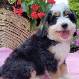 Bernedoodles from Majestic Hill Mini Bernedoodles LLC