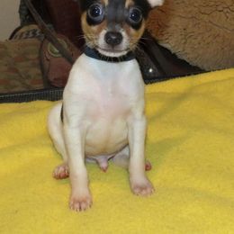 Toy Fox Terrier Puppies from Foxlace Farms Toy Fox Terriers