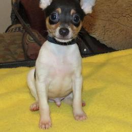 Toy Fox Terrier Puppies from Foxlace Farms Toy Fox Terriers