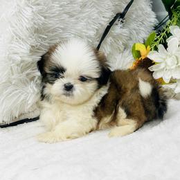 Charlie - Red and white male Shih Tzu puppy in Elgin, South Carolina from Silver Bells Paw Prints