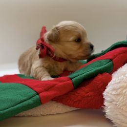 Blizzard - Red male Maltipoo puppy in St. George, Utah from Winchester Hills Poodles and Doodles