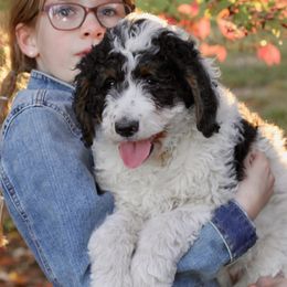 Bernedoodle Puppies from Homestead Bernedoodles