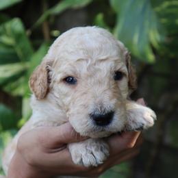 Titan - Cream male Goldendoodle puppy in Palmetto Bay, Florida from SOMIDOODLES
