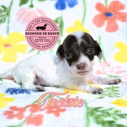 TOOTSIE - Piebald female Dachshund puppy in Columbia, Louisiana from Diamond 5R Ranch AKC & CKC Miniature Dachshunds
