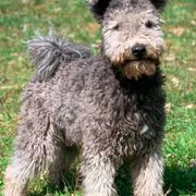 Pumik from Catskill Pumi