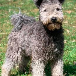 Pumik from Catskill Pumi