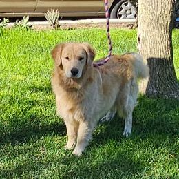 Golden Retriever puppies from Sea Air Goldens