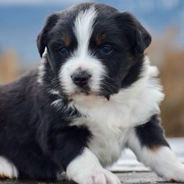 BTM-4 - Black tri male Miniature American Shepherd puppy in Baker City, Oregon from Back Country Aussies