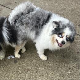 Pomeranian puppies from California Pom Paradise