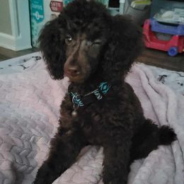 Charlie - Brown Poodle puppy in Abbeville, Louisiana from Regatta Kennels
