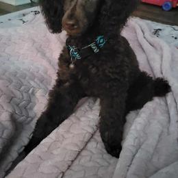 Charlie - Brown Poodle puppy in Abbeville, Louisiana from Regatta Kennels