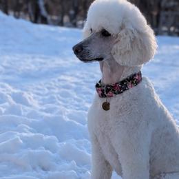 Fleur - Poodle