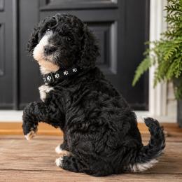 Puppy 2 - Black and white male Aussiedoodle puppy in Albertville, Alabama from Home Sweet Home Doodles LLC