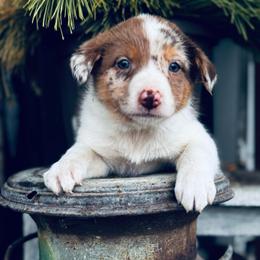 Trix x Lassie - Girl 4 - Sable merle - Sable merle female Border Collie puppy in Minden, Iowa from Rocking N Registered Border Collies & Labradors