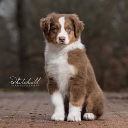 Australian Shepherds from Dixiana Australian Shepherds