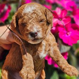 Cash - Red  male Poodle puppy in Salem, Missouri from Meadowbrook Poodles