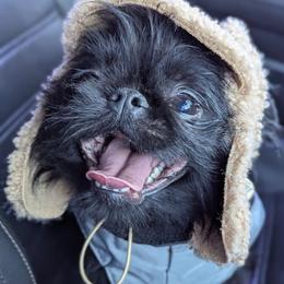 Alex - Brussels Griffon