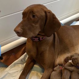 Vizslas from Kings Valley Vizslas