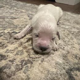 Jolene - Yellow - Light golden female Golden Retriever puppy in Eaton Rapids, Michigan from Steele Goldens